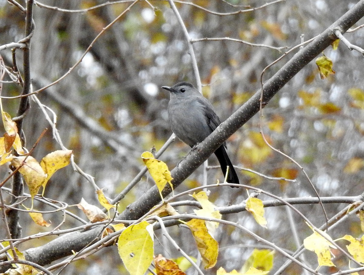 Gray Catbird - ML644873279
