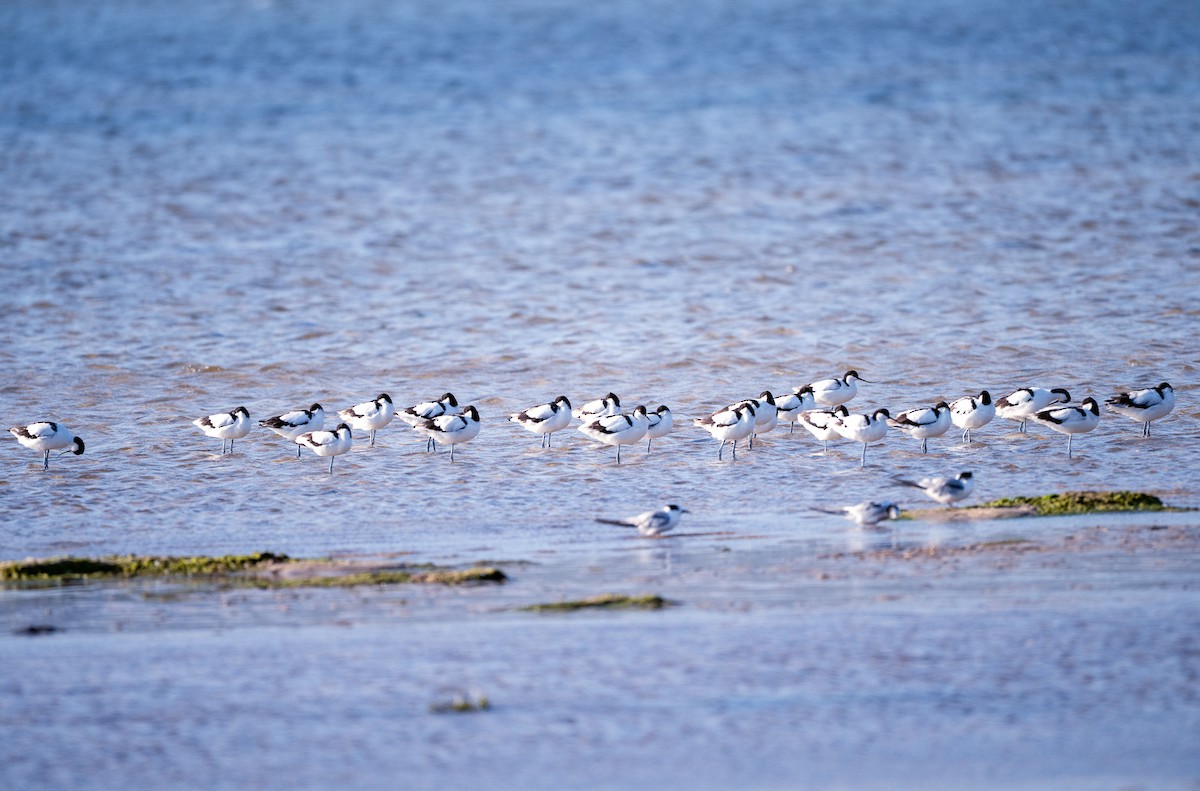 Pied Avocet - ML644873288