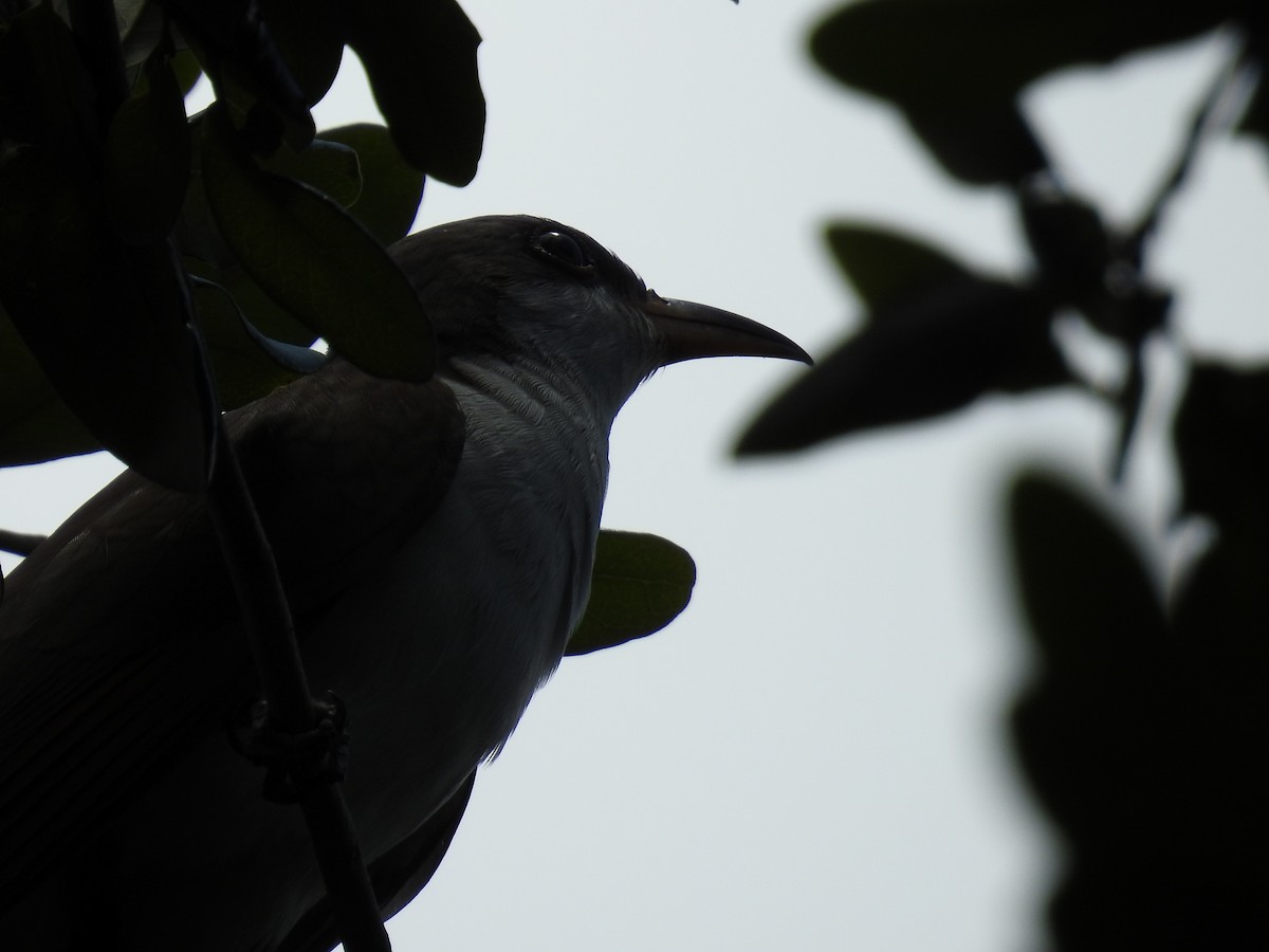 Желтоклювая пиайя - ML644873290