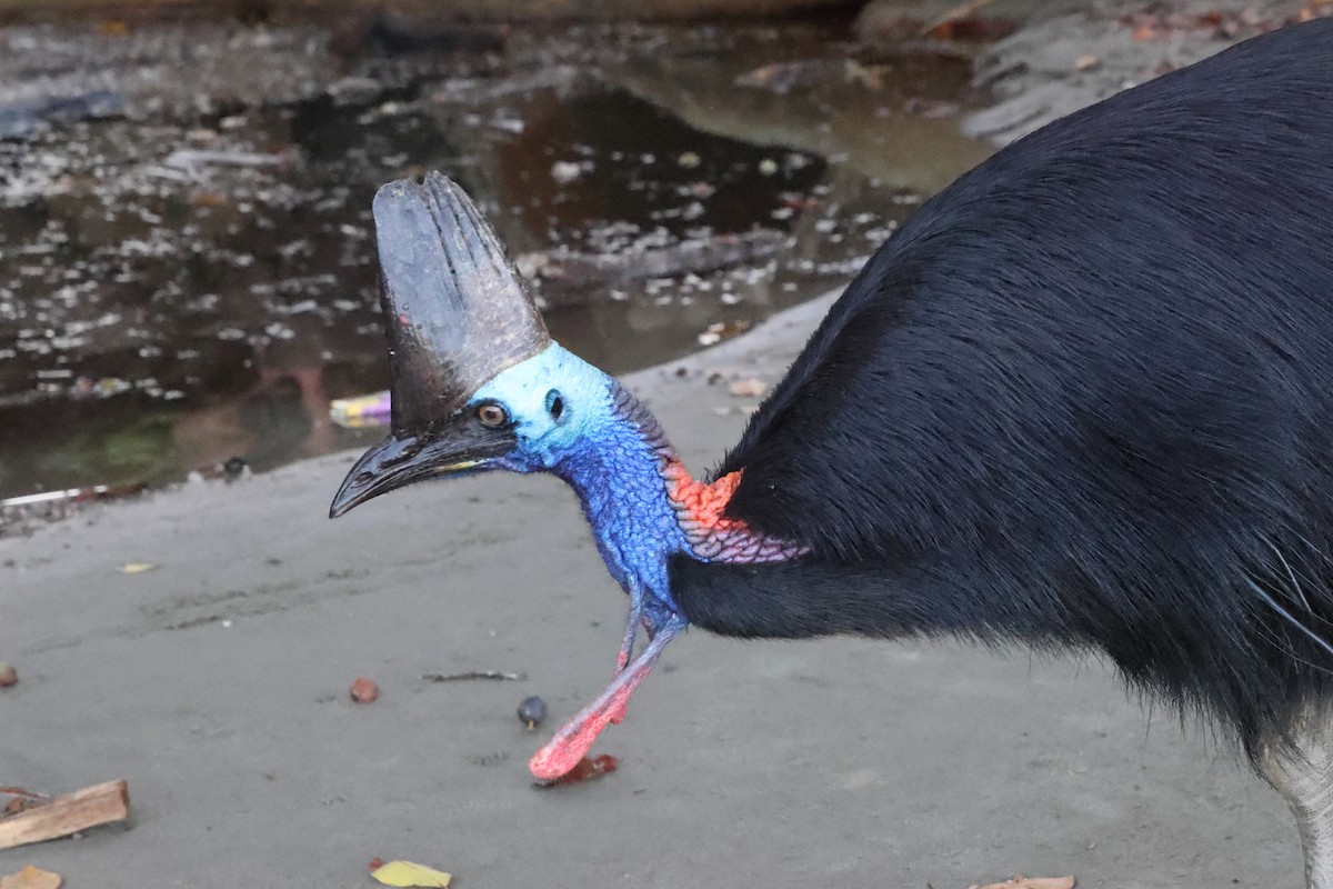 Southern Cassowary - ML644873291