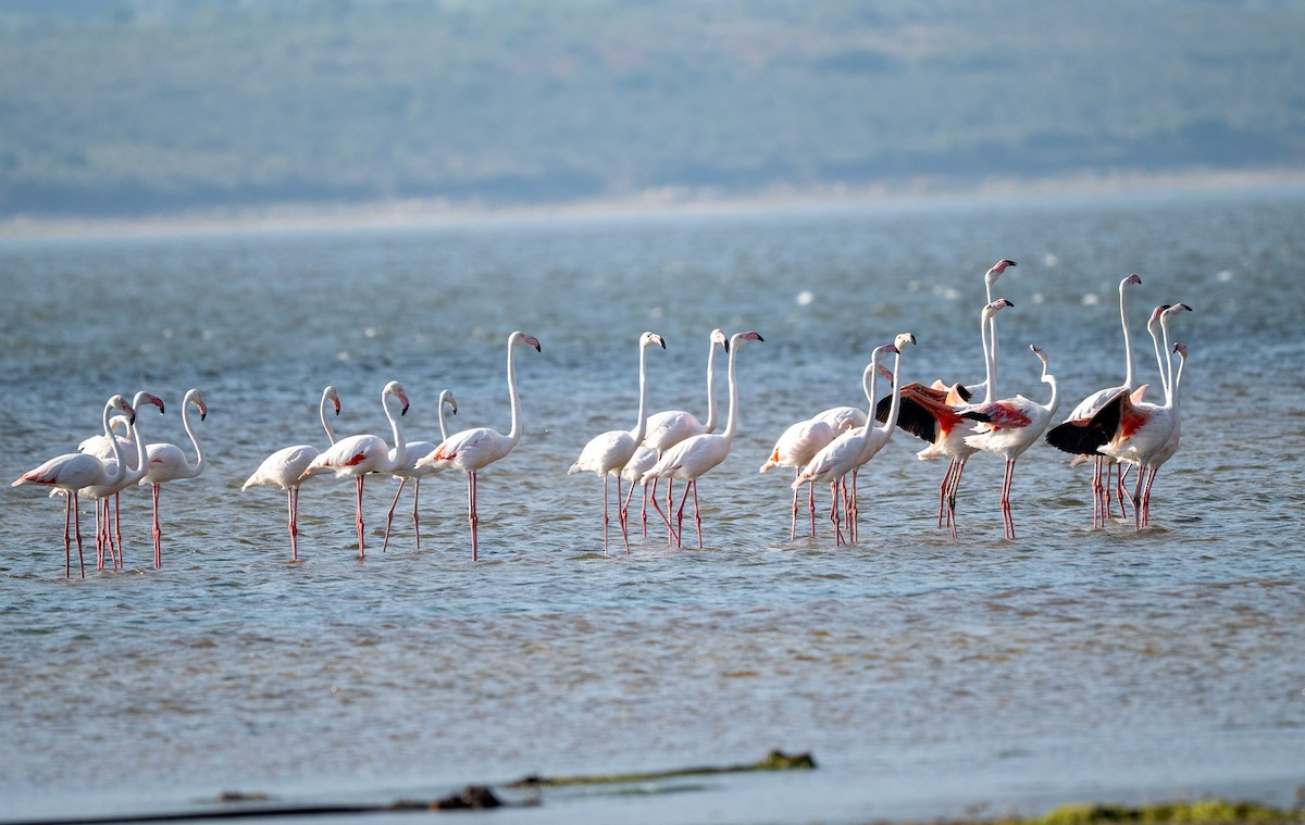Greater Flamingo - ML644873299