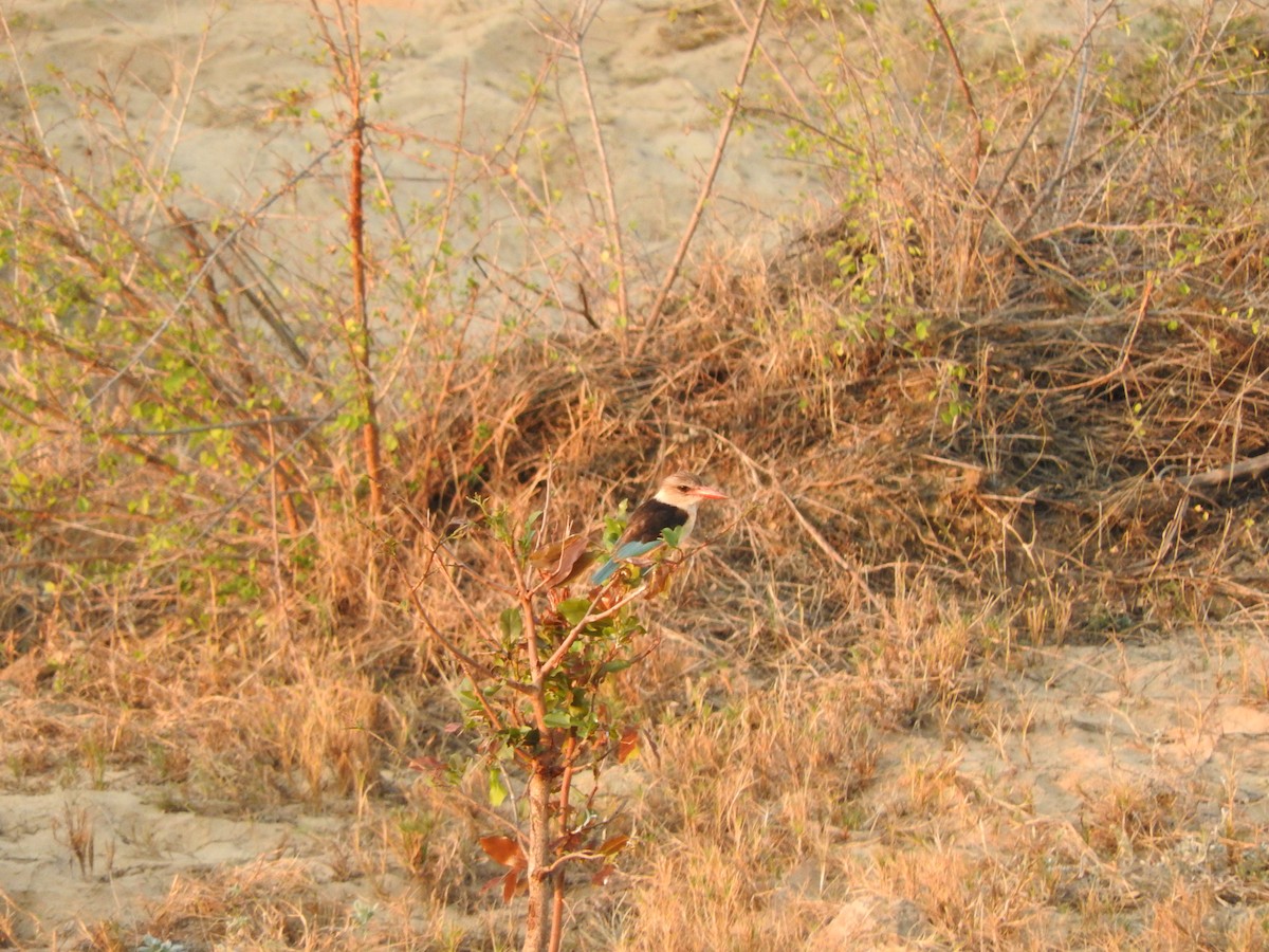 Brown-hooded Kingfisher - ML644873302