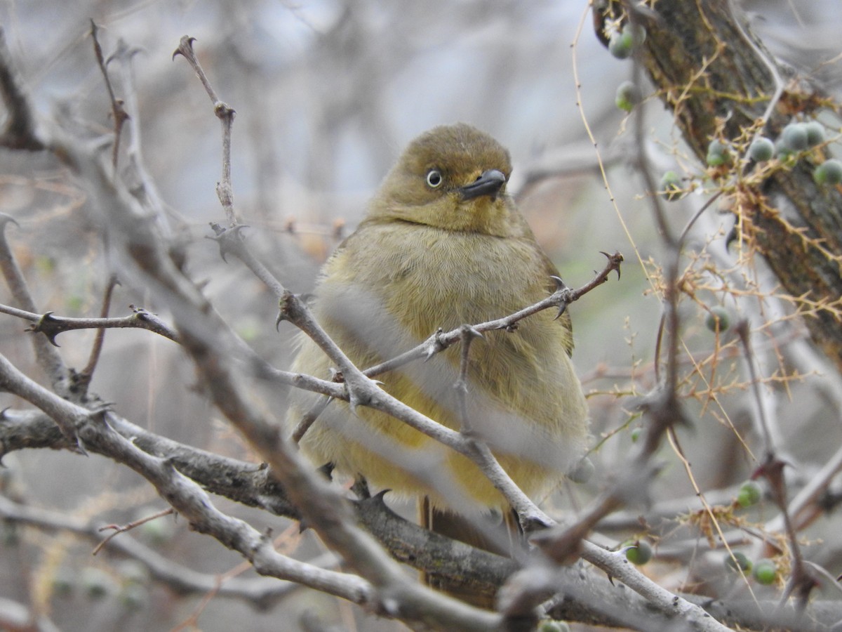 Sombre Greenbul - ML644873330