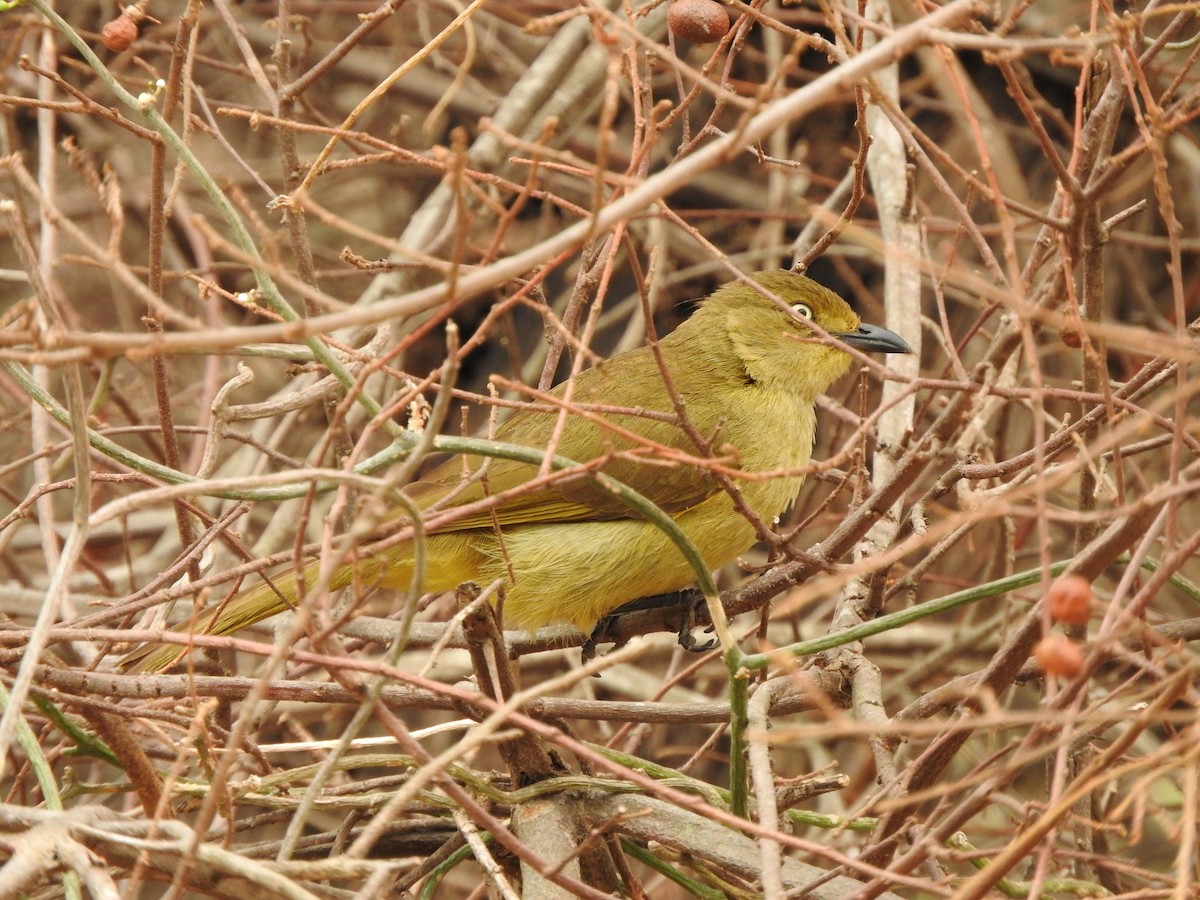 Sombre Greenbul - ML644873331
