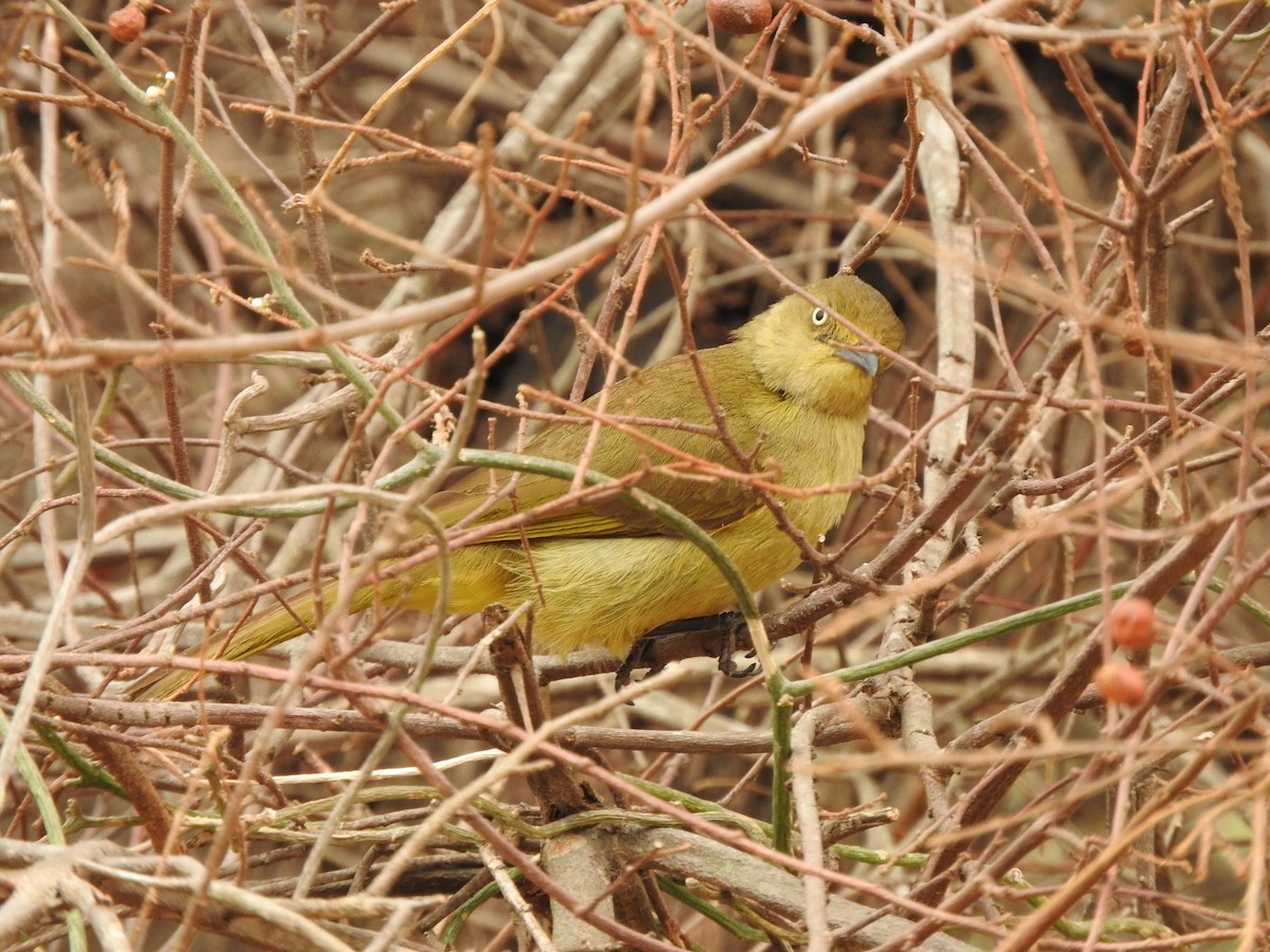 Sombre Greenbul - ML644873332