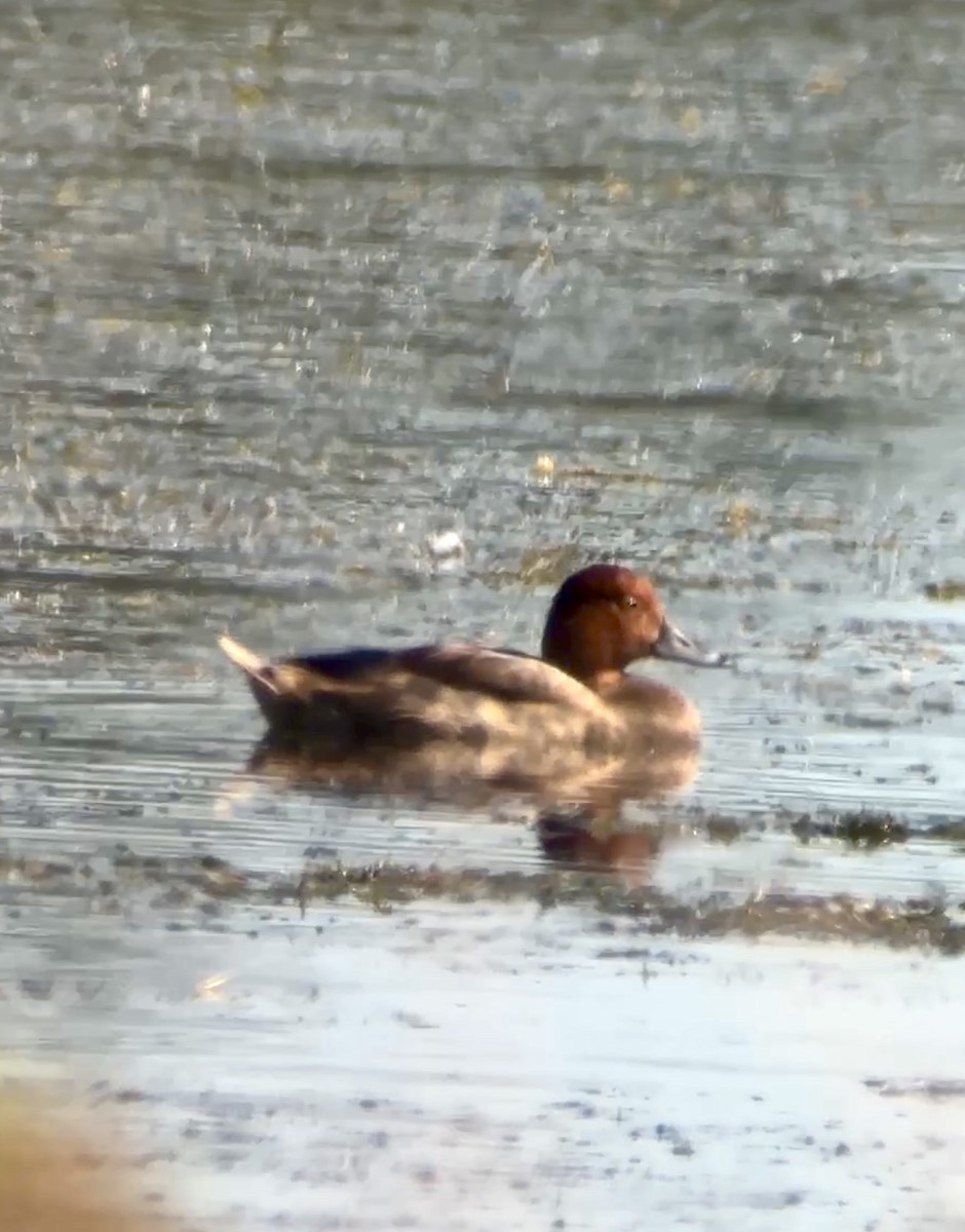 Redhead - ML644873337