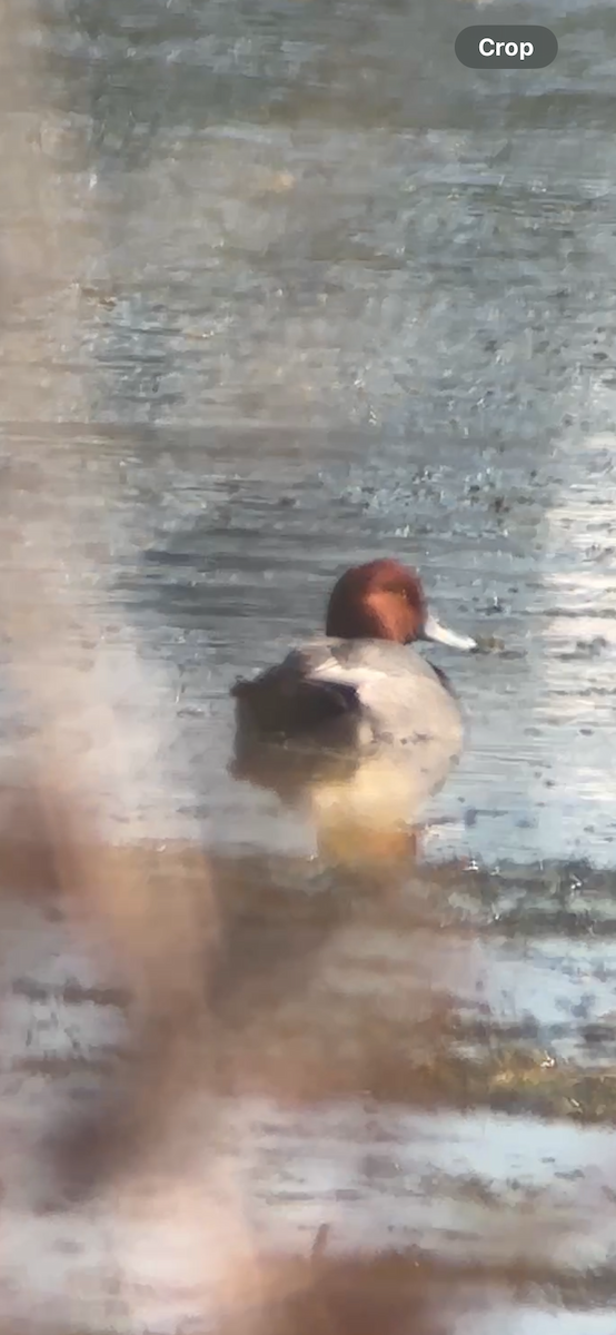 Redhead - ML644873339