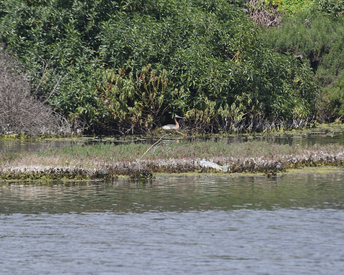 spyddykker - ML644873341