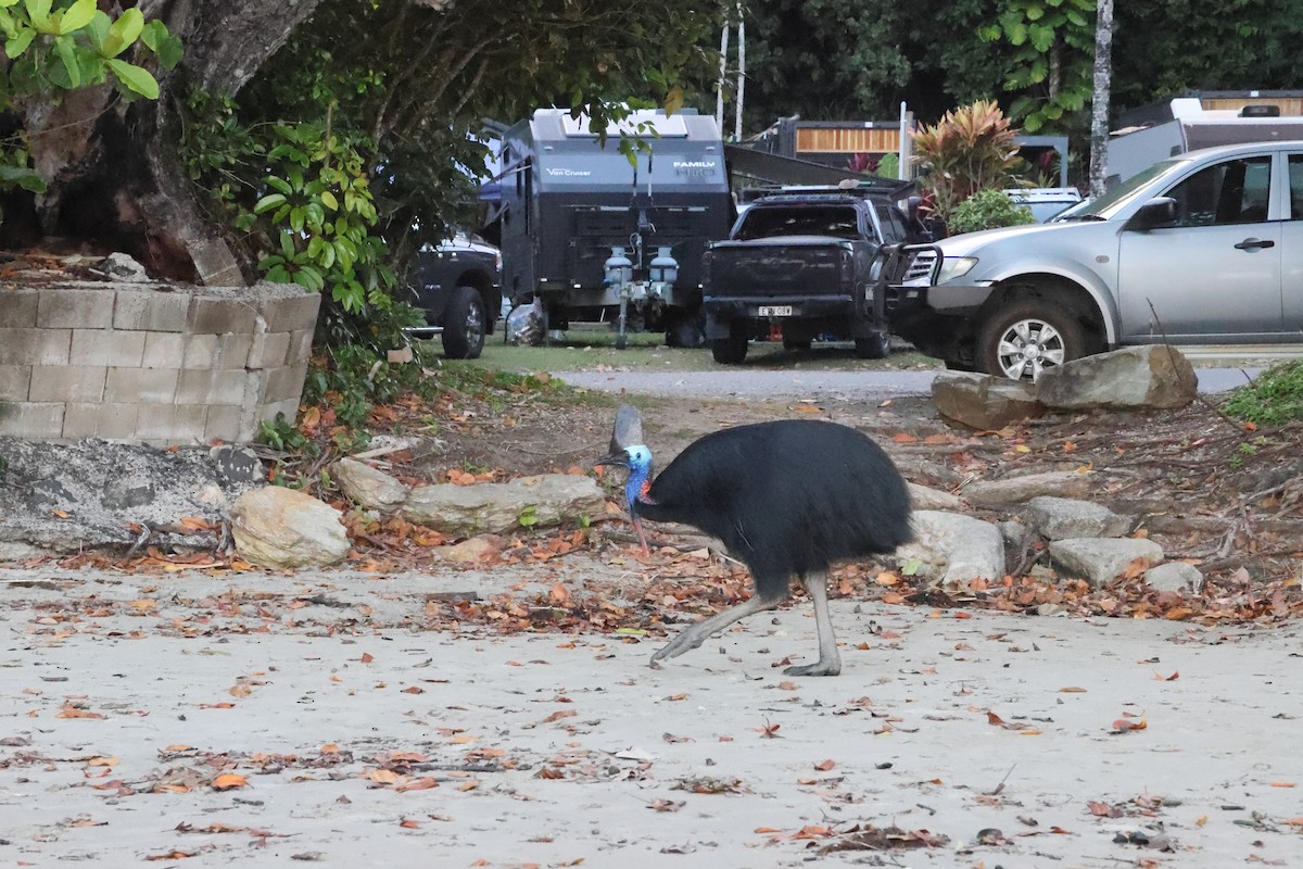 Southern Cassowary - ML644873343