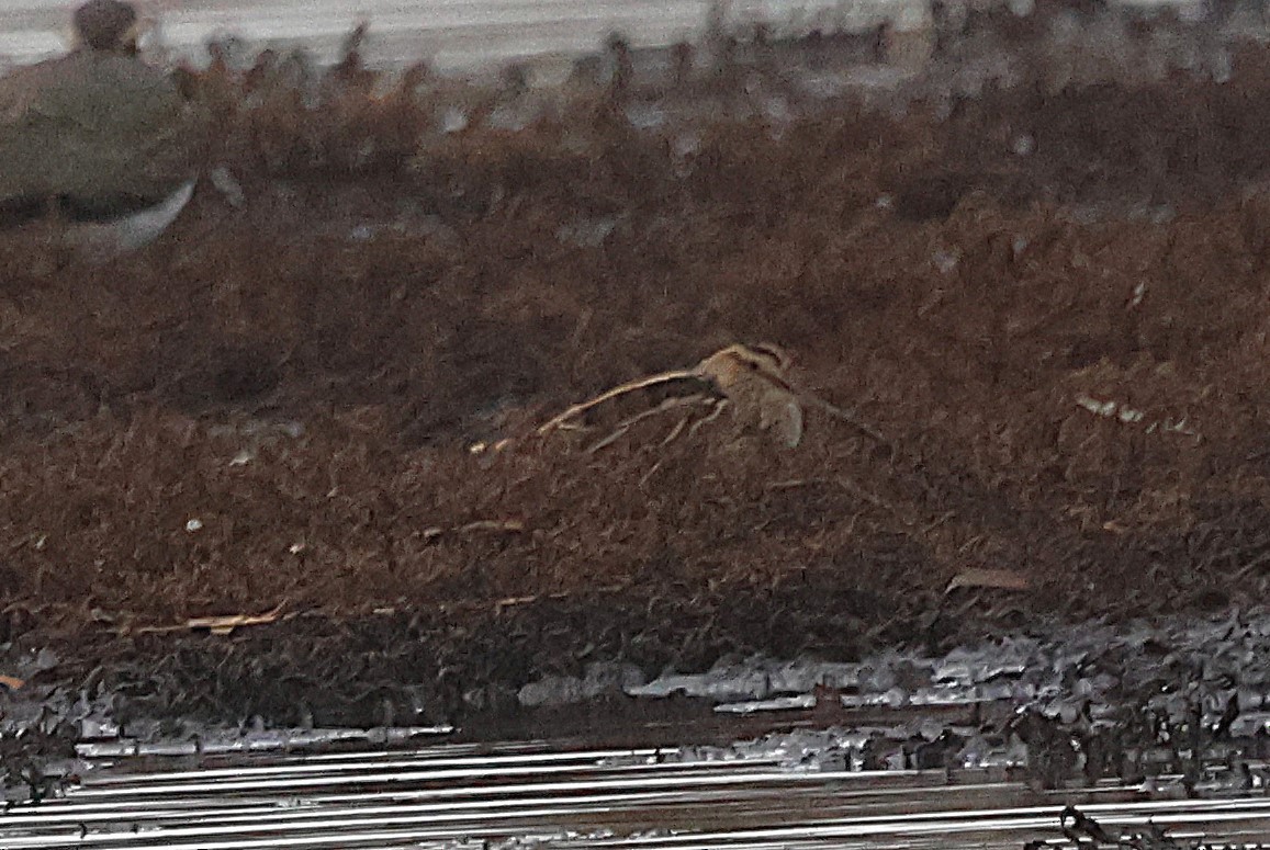 Common Snipe - ML644873355