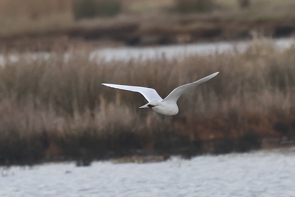 Mediterranean Gull - ML644873362