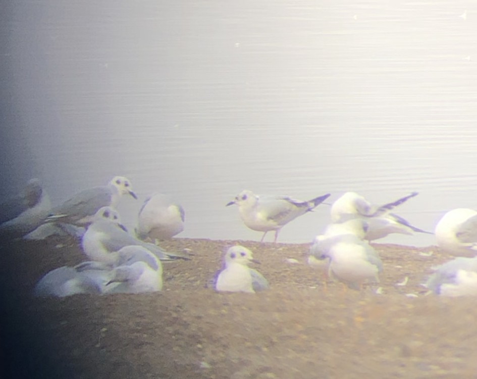 racek Bonapartův - ML644873385