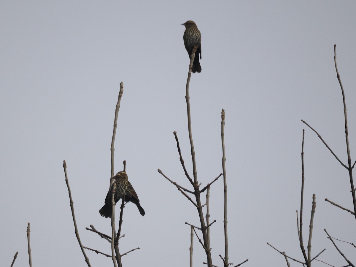Red-winged Blackbird - ML644873386