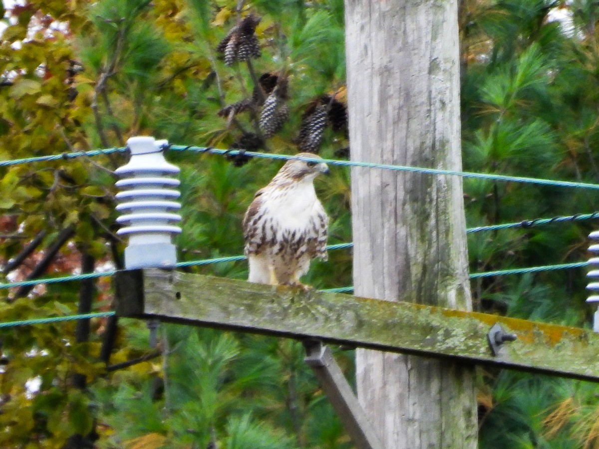 káně rudochvostá - ML644873388