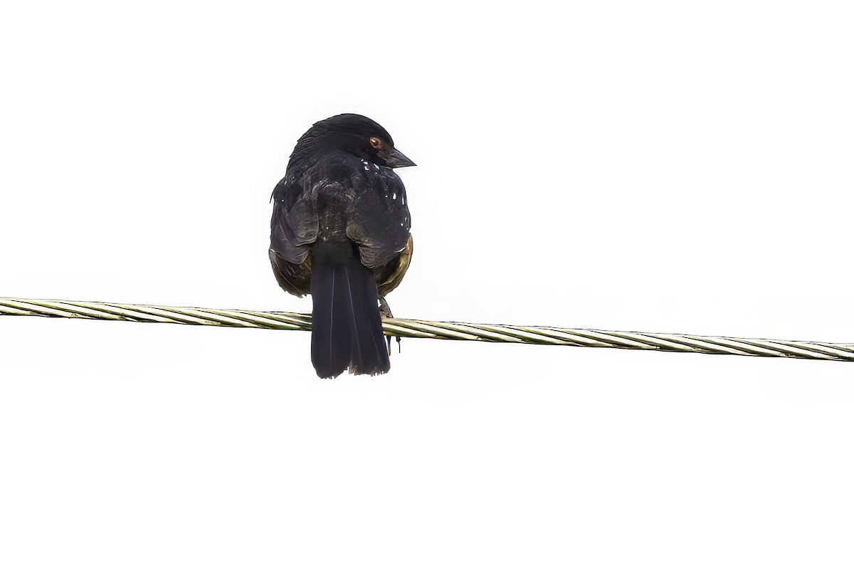 Spotted Towhee - ML644873389