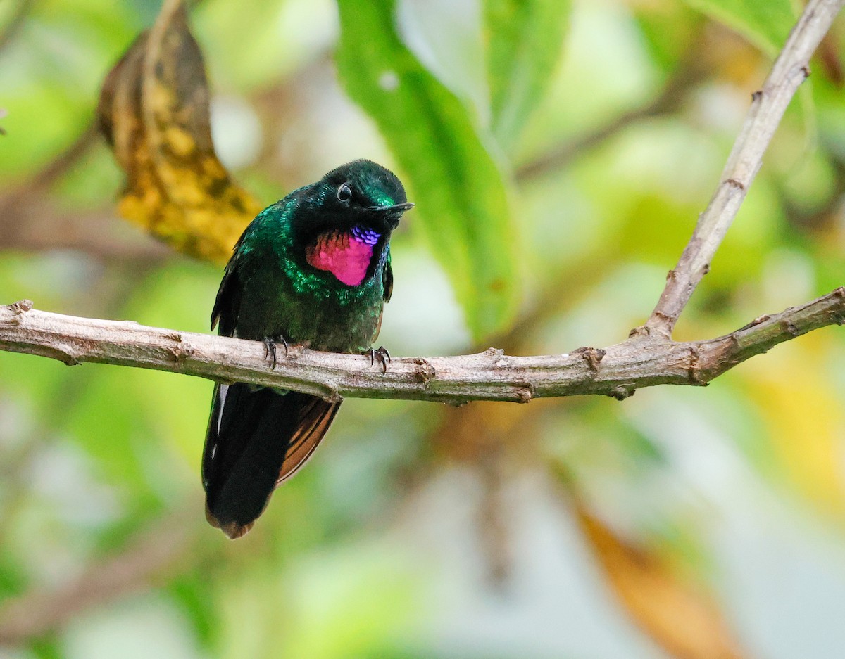 kolibřík turmalinový - ML644873391