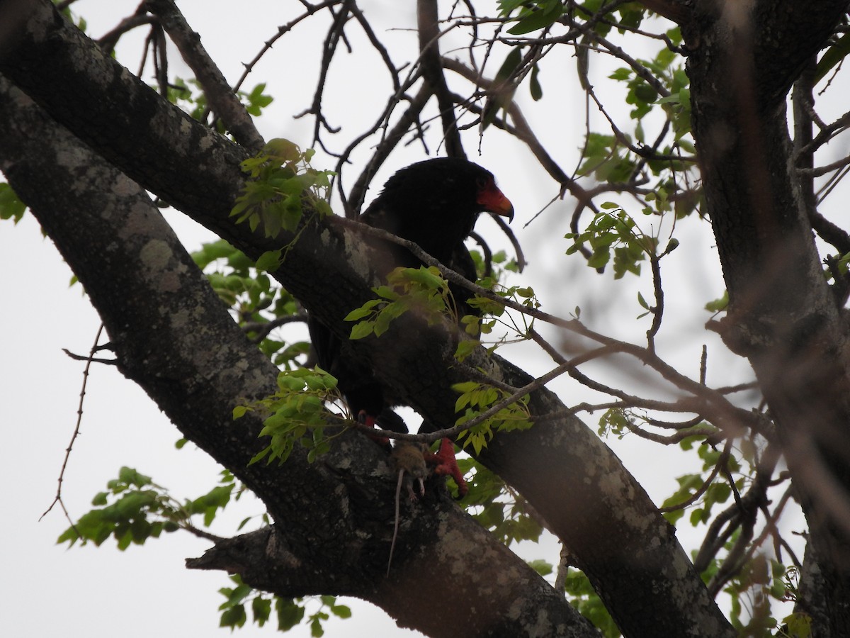 Bateleur - ML644873401