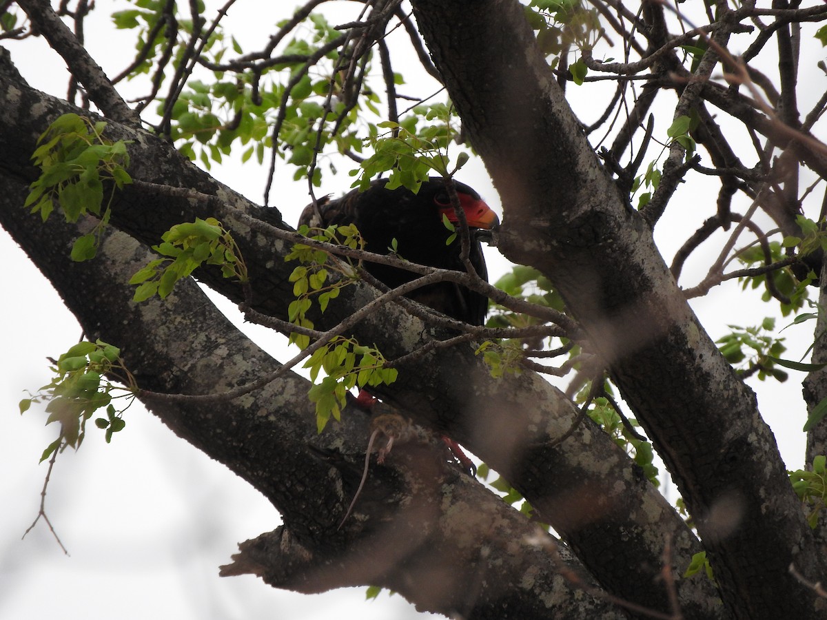 Bateleur - ML644873402