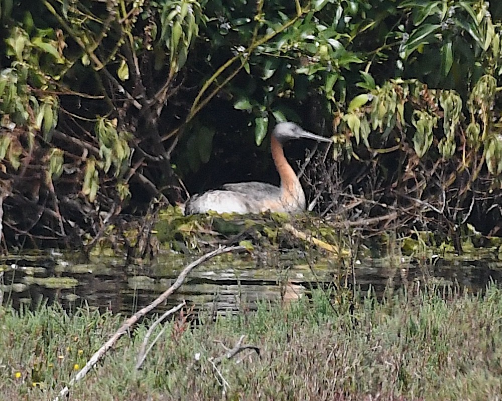 spyddykker - ML644873405