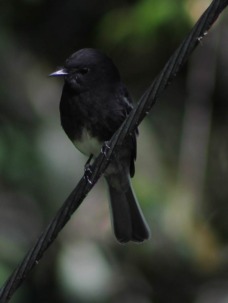 Black Phoebe - ML644873413