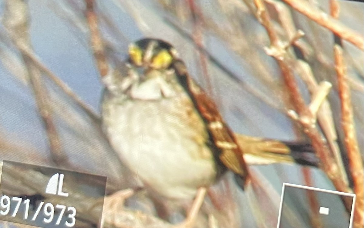 strnadec bělohrdlý - ML644873427