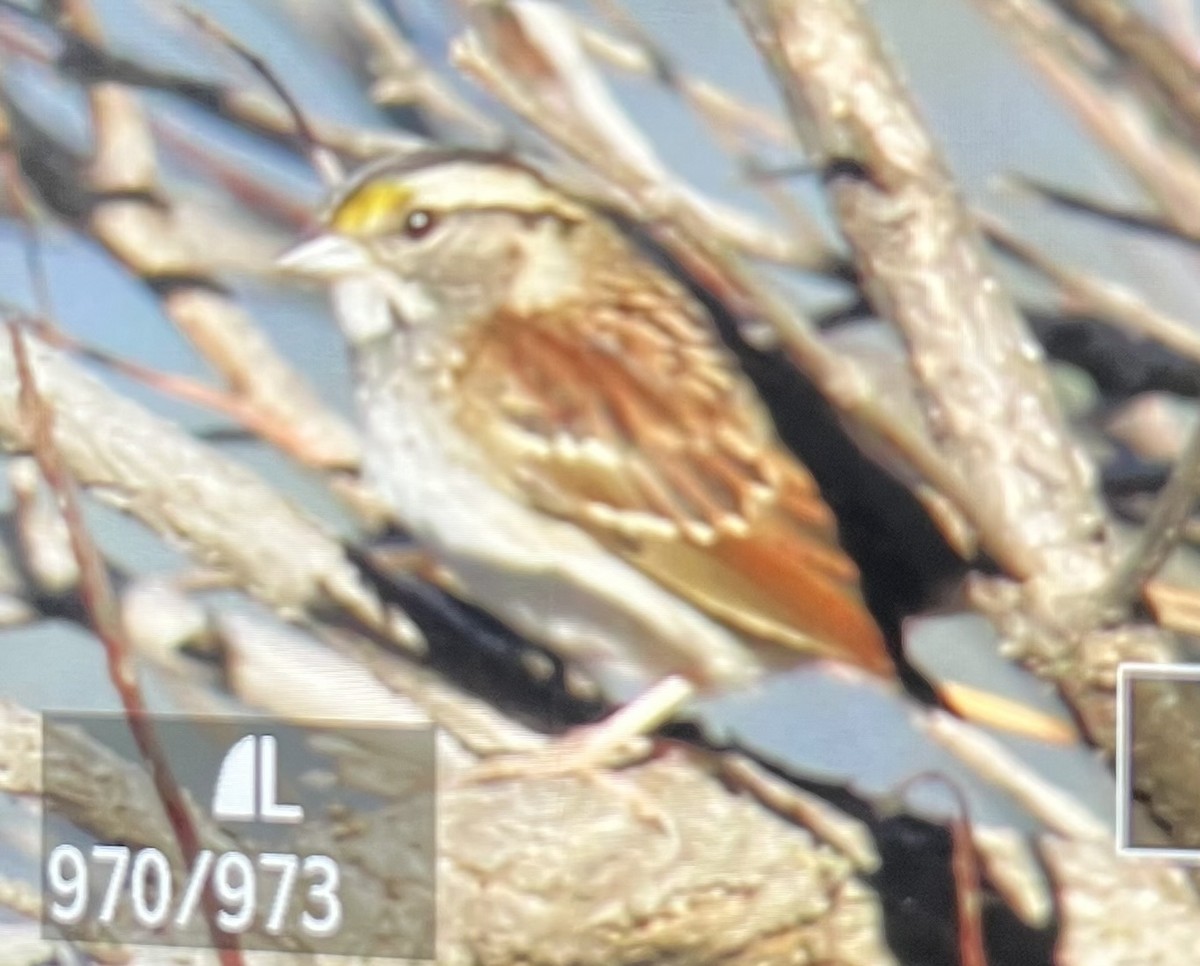 strnadec bělohrdlý - ML644873428