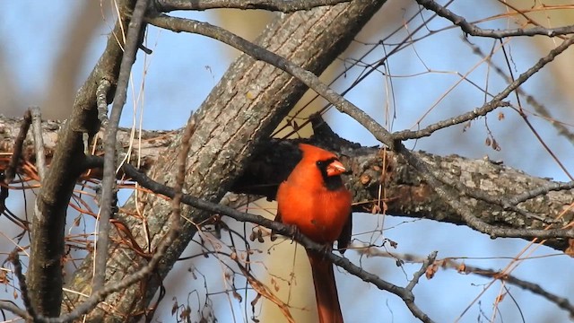 Красный кардинал - ML644873431