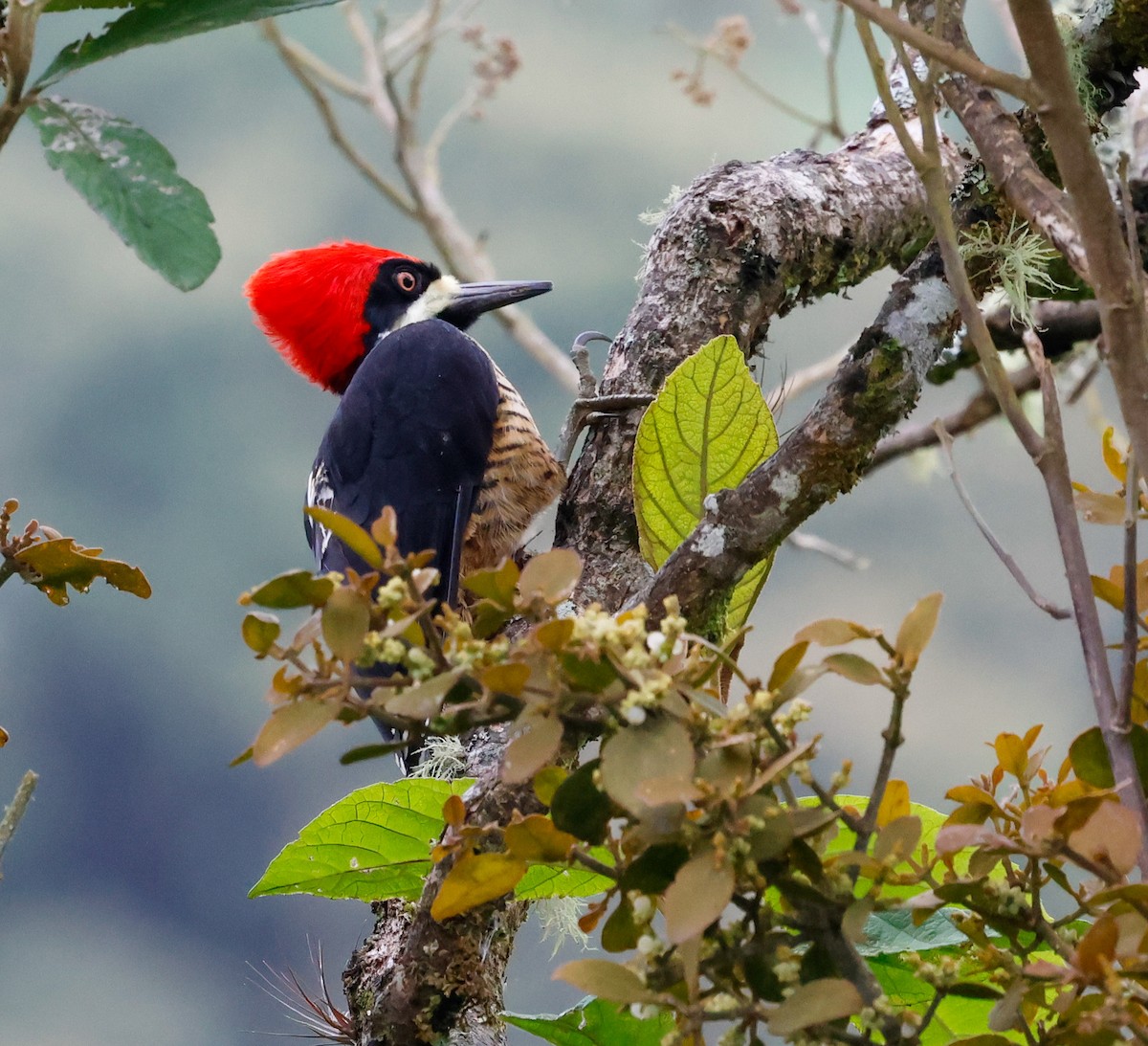 Powerful Woodpecker - ML644873432
