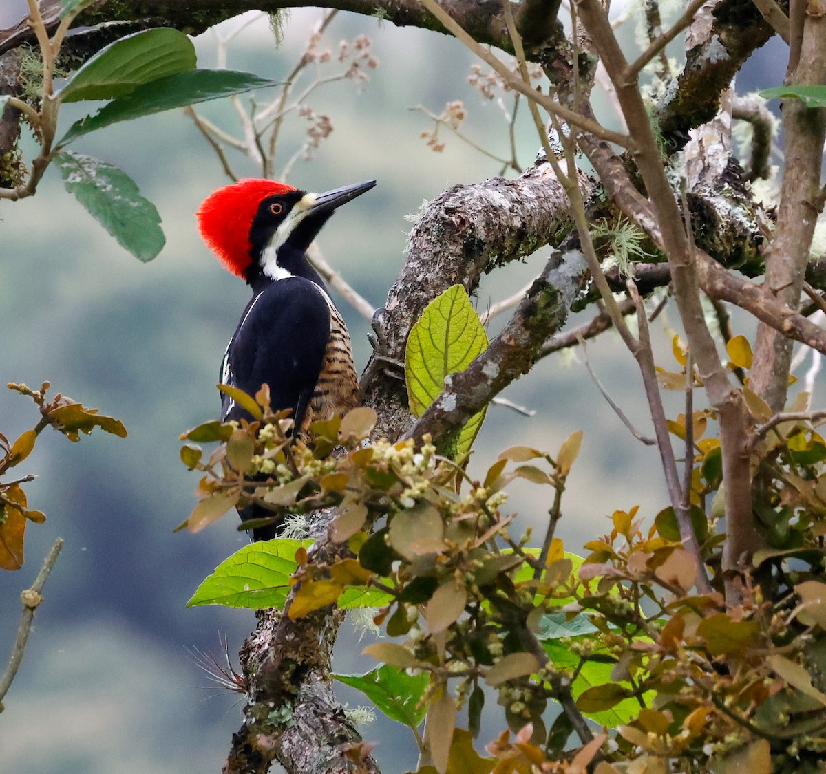 Powerful Woodpecker - ML644873433