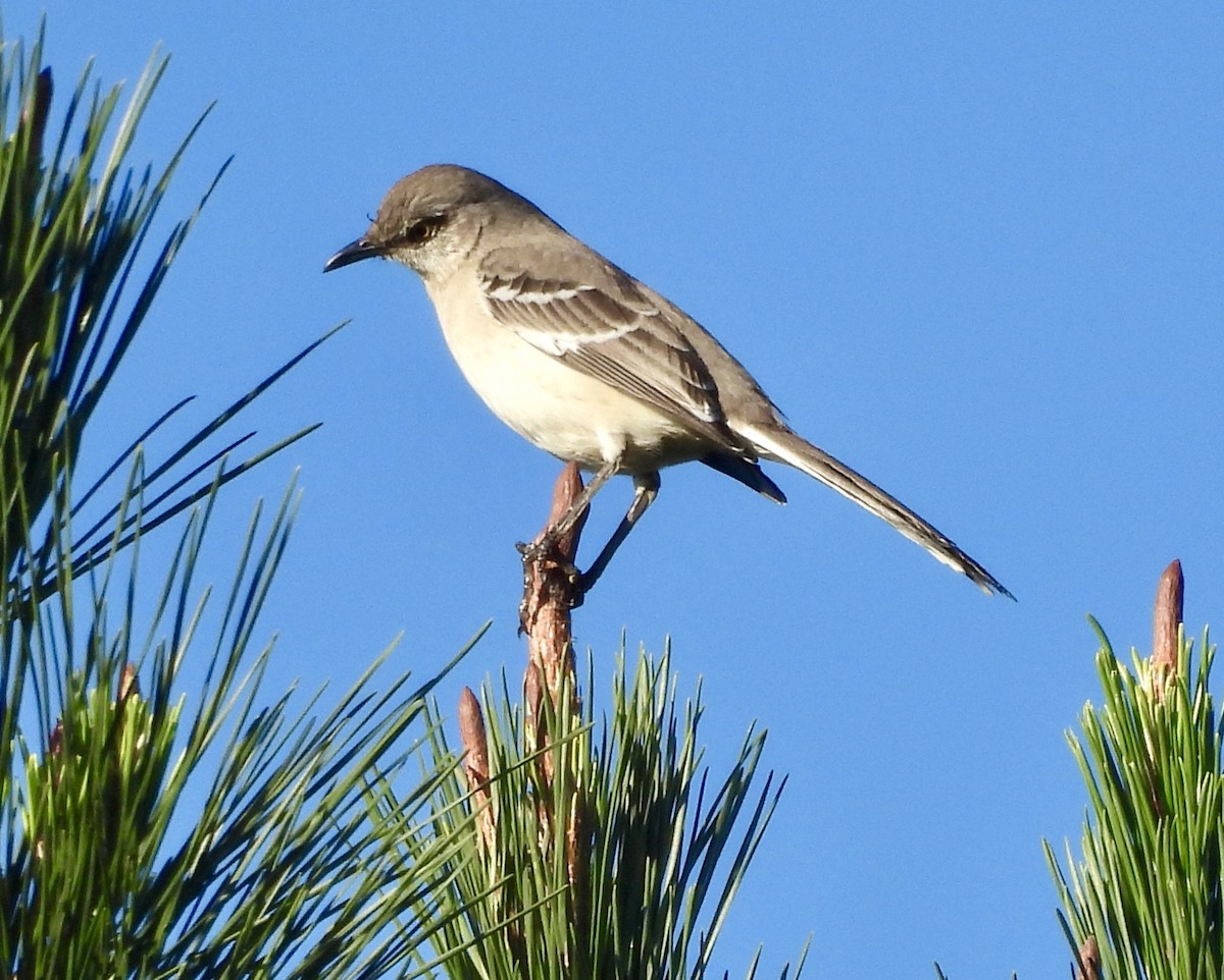 Northern Mockingbird - ML644873466
