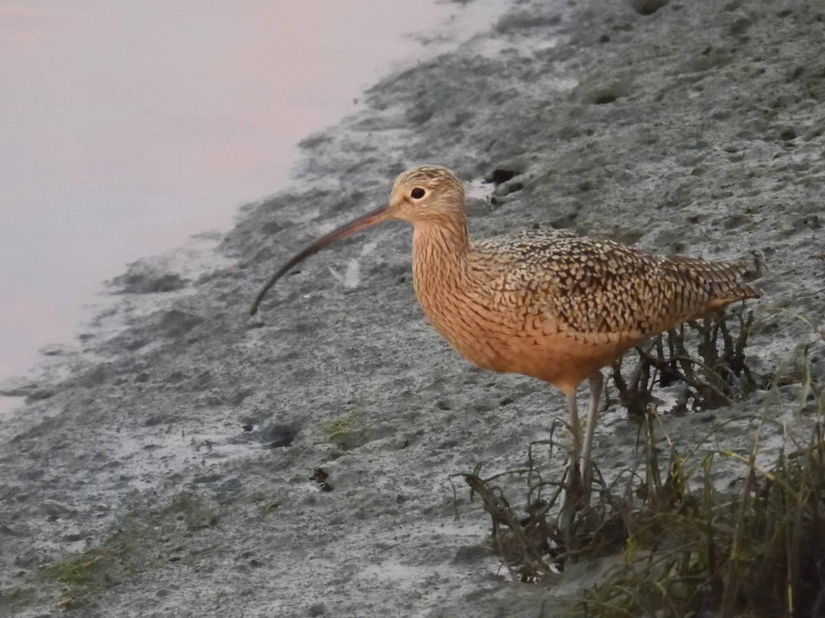 Long-billed Curlew - ML644873467