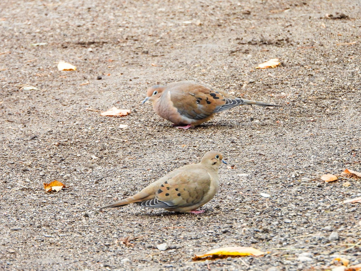 hrdlička karolínská - ML644873476