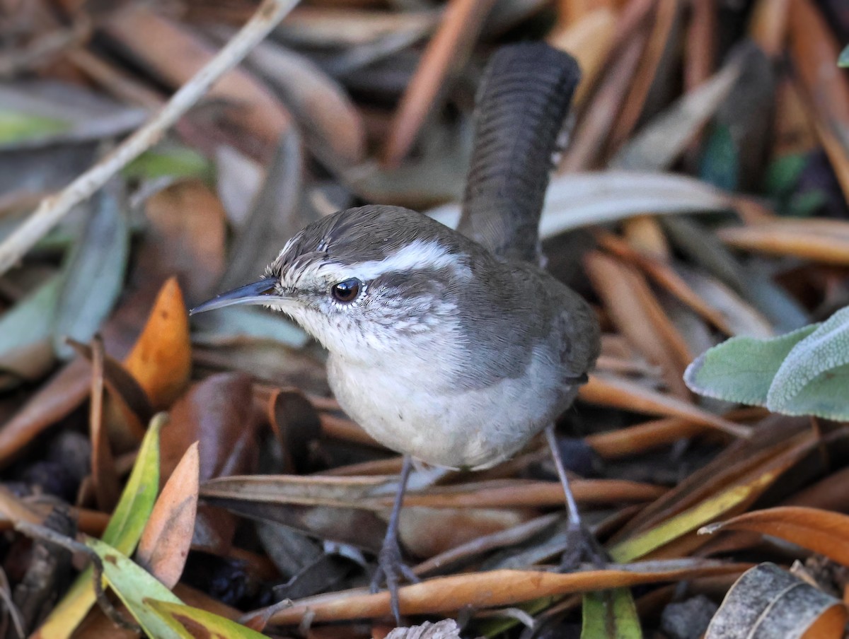 Troglodyte de Bewick - ML644873484