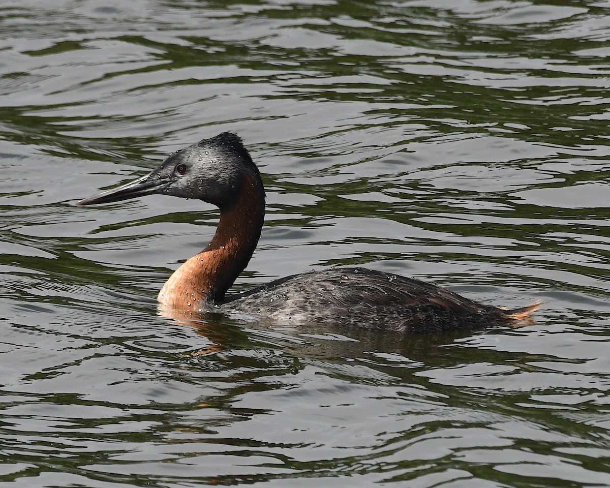 spyddykker - ML644873486