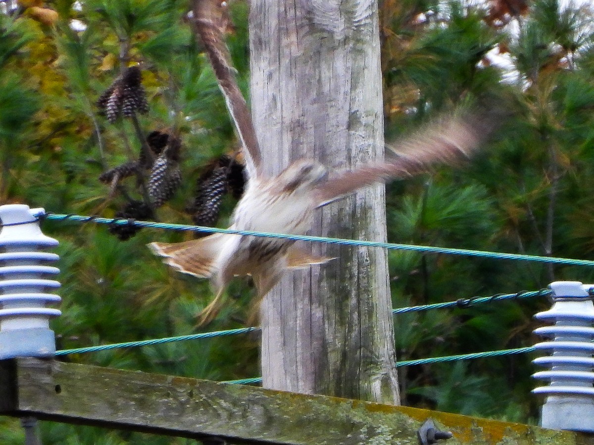 káně rudochvostá - ML644873509