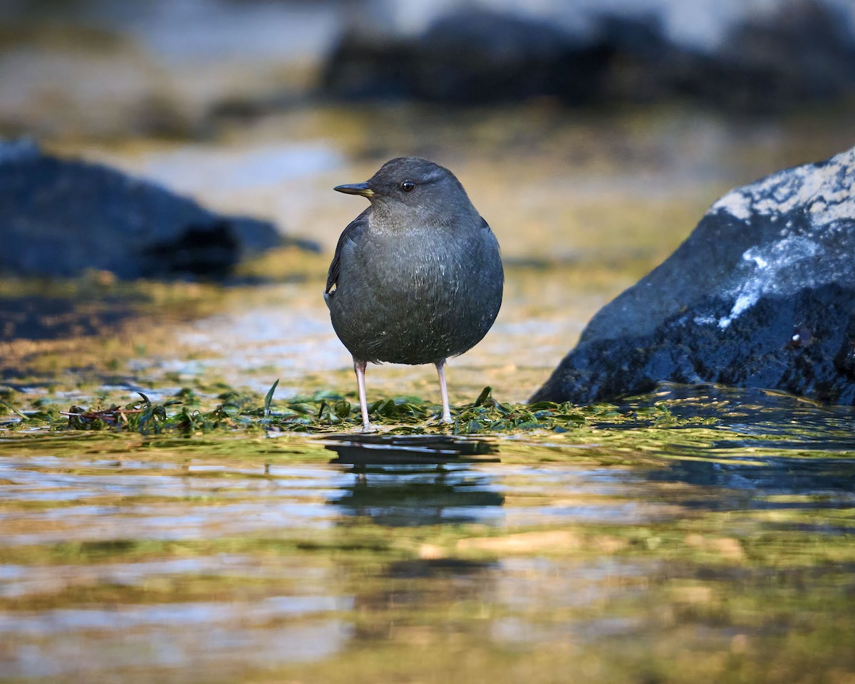 Ur-zozo iparramerikarra - ML644873511