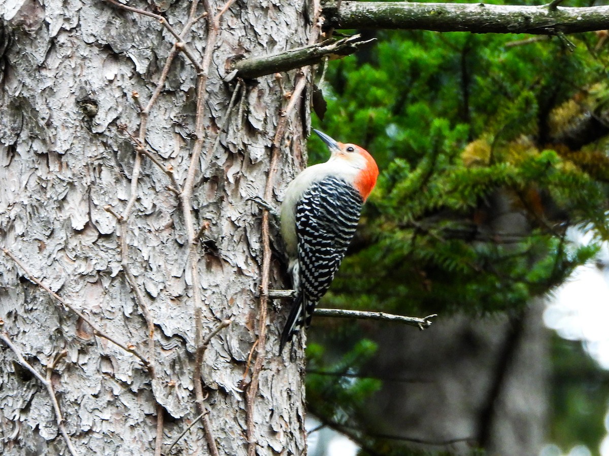 datel karolínský - ML644873521