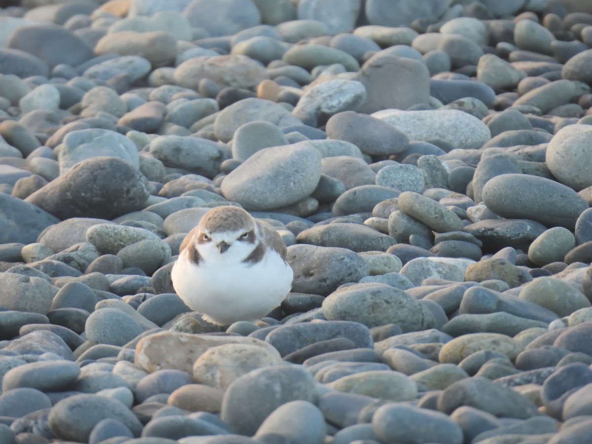 Snowy Plover - ML644873525