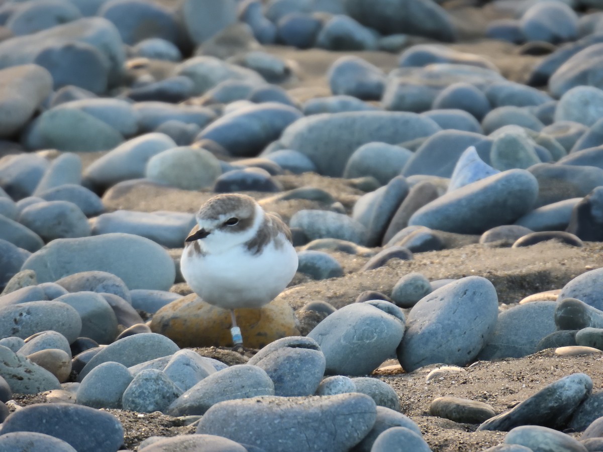 Snowy Plover - ML644873531