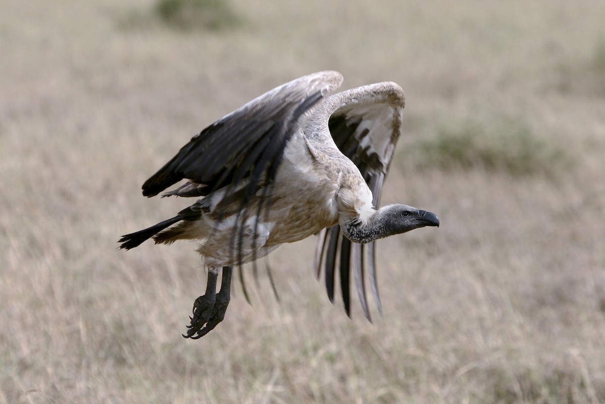 Ak Sırtlı Akbaba - ML644873532