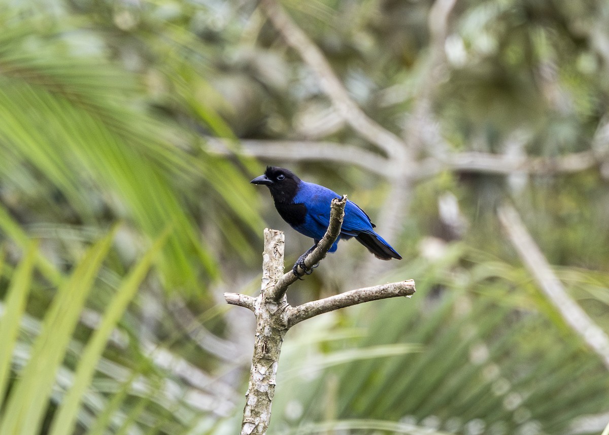 Azure Jay - ML644873538