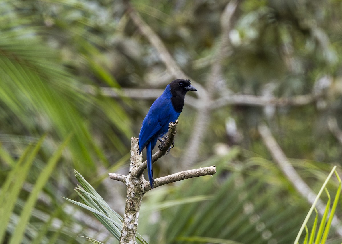 Azure Jay - ML644873539