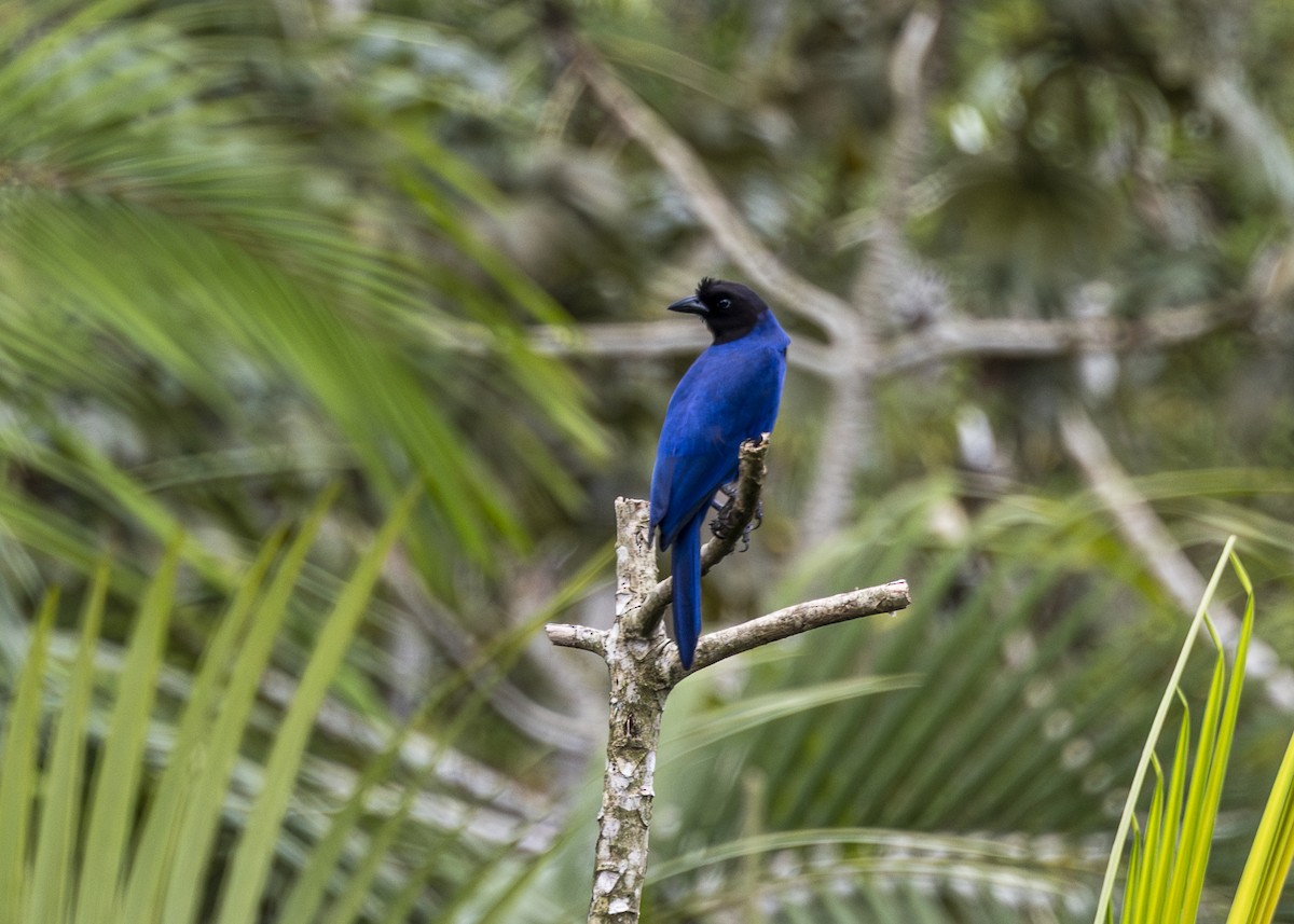 Azure Jay - ML644873540