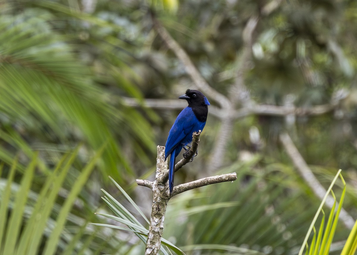 Azure Jay - ML644873541