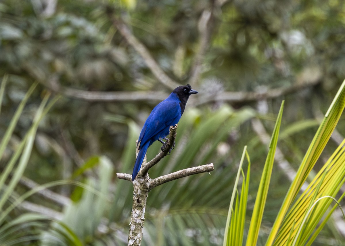 Azure Jay - ML644873542