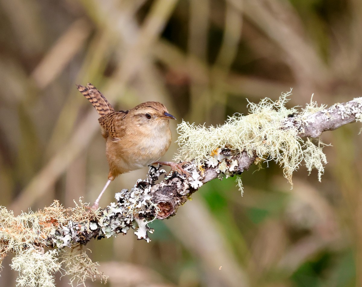 Grass Wren - ML644873548
