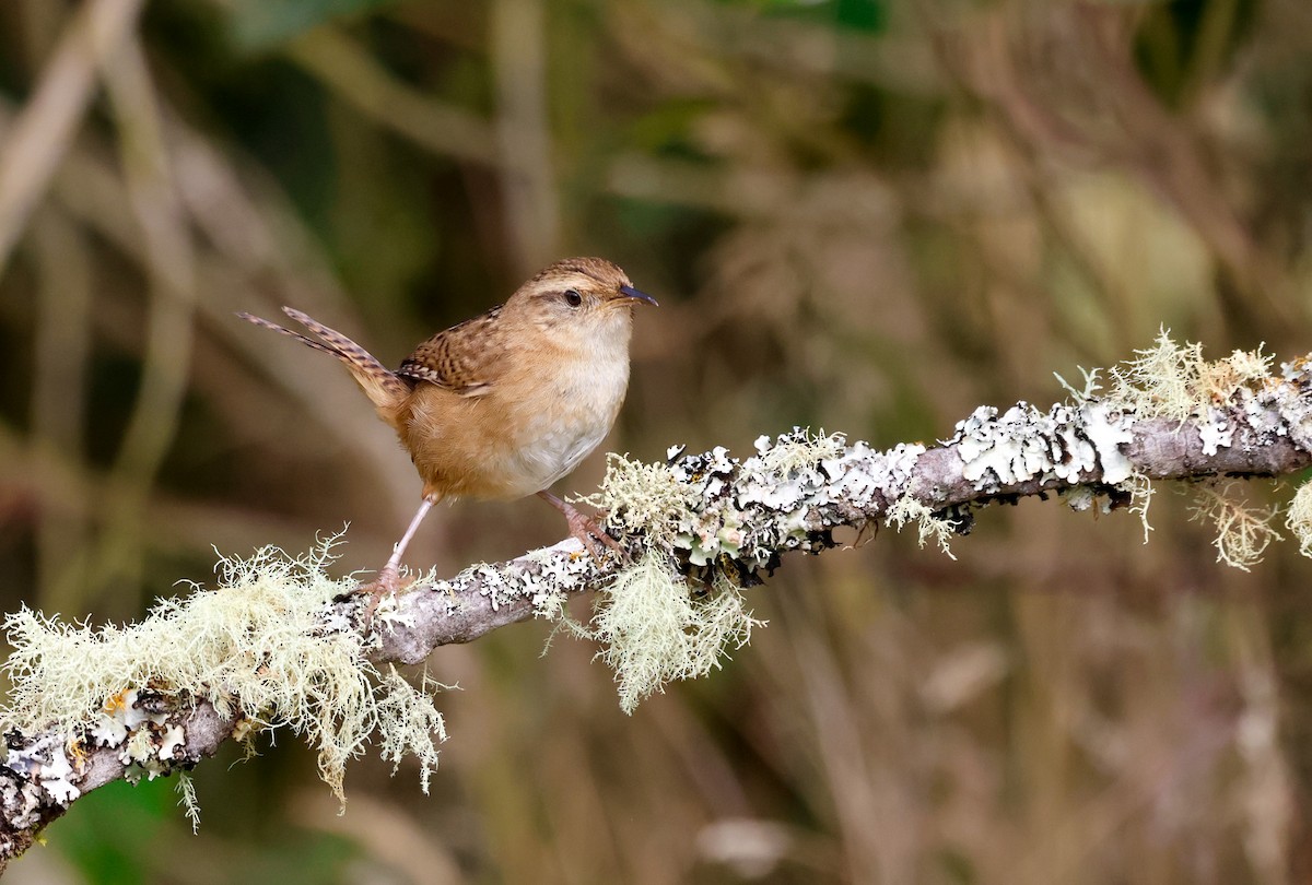 Grass Wren - ML644873549