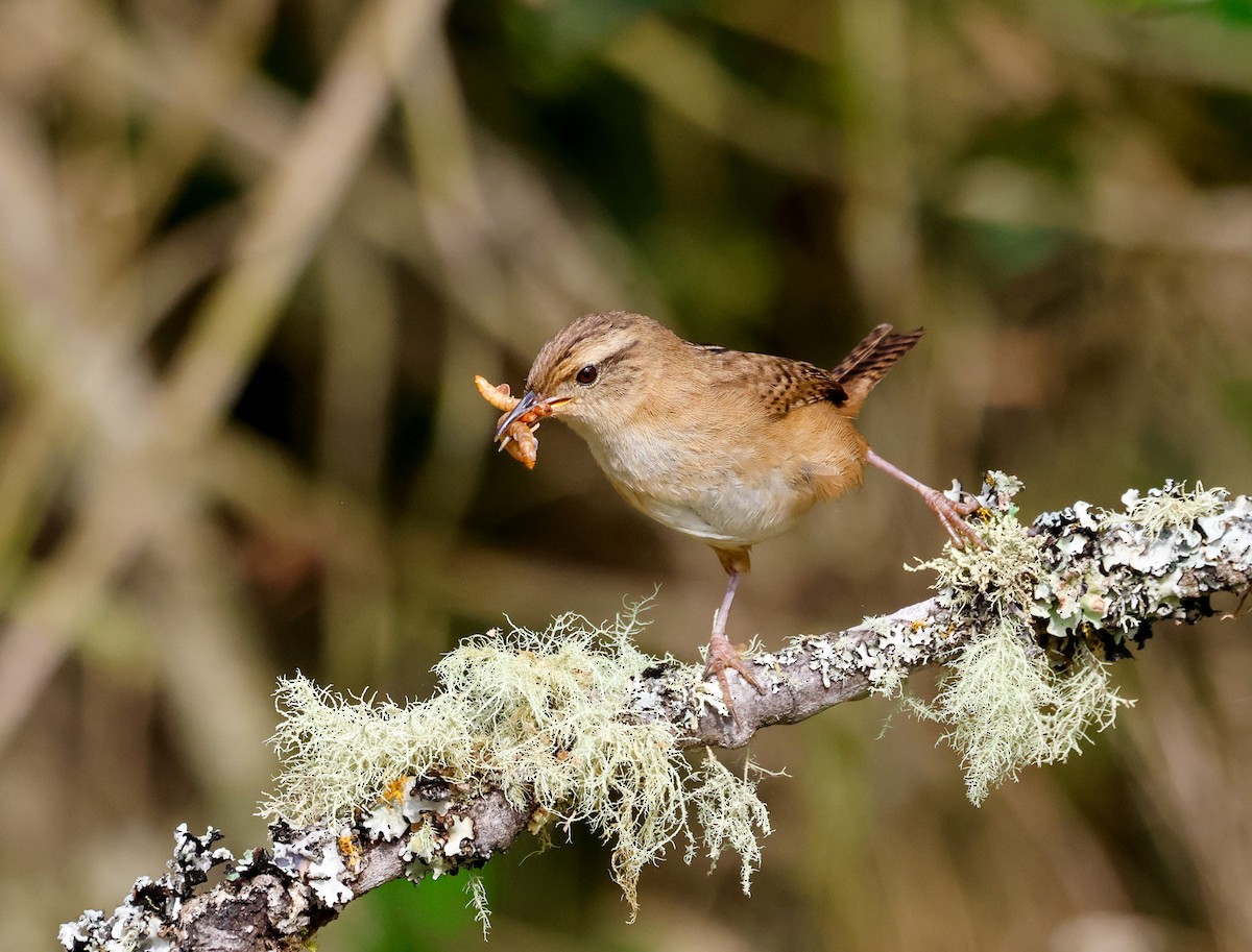 Grass Wren - ML644873550