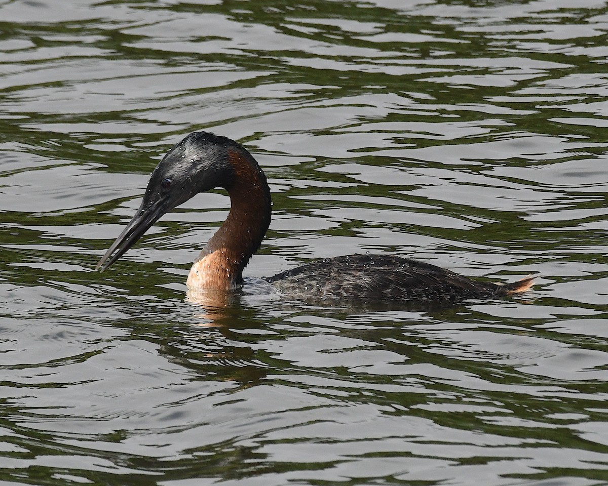 spyddykker - ML644873556