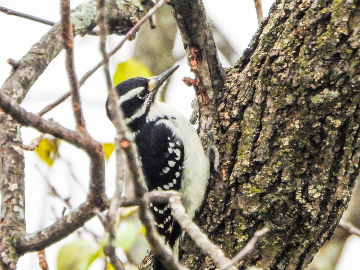 strakapoud americký - ML644873563